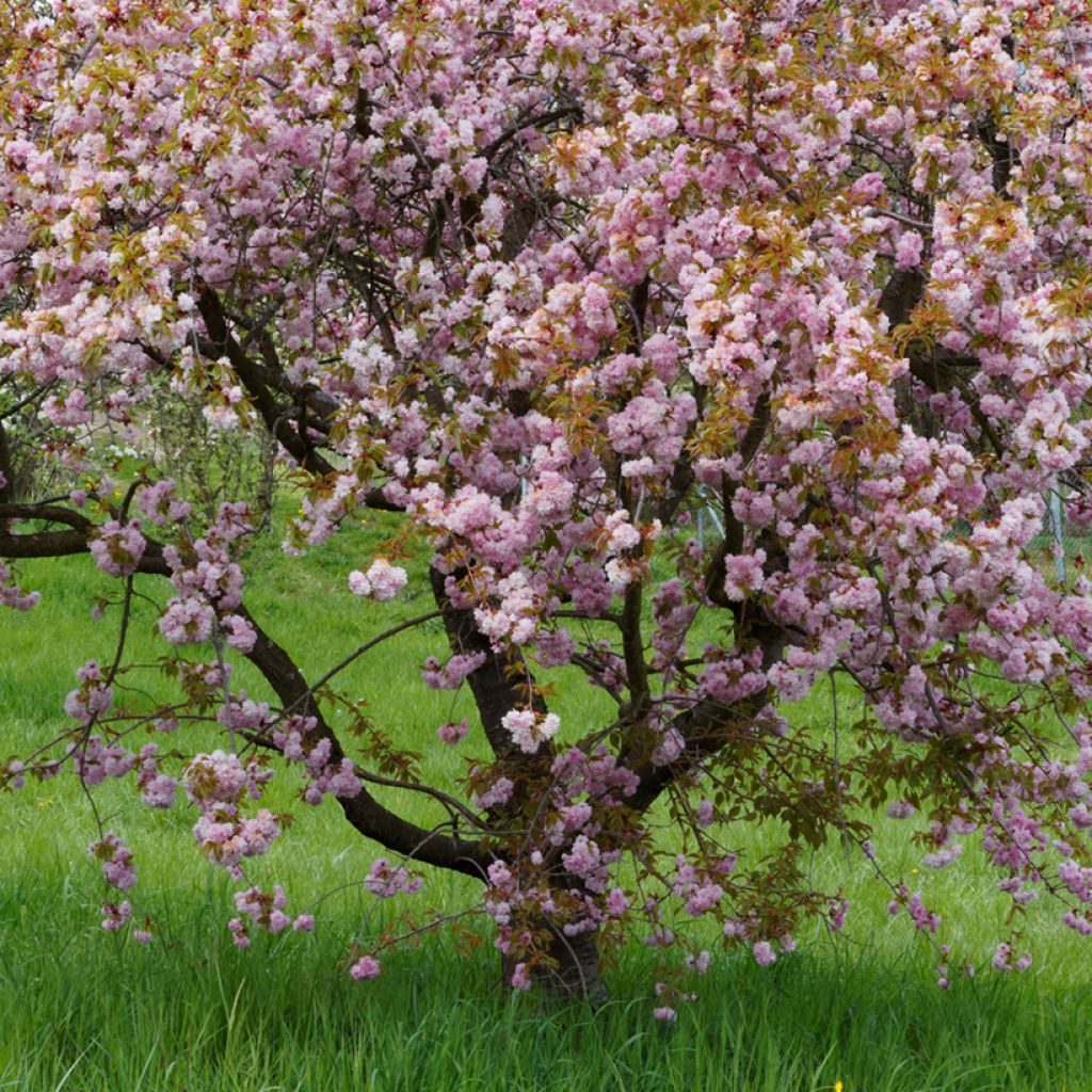 Cerezo japonés Royal Burgundy - Prunus serrulata