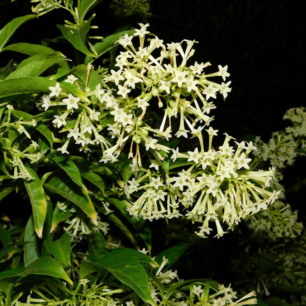 Cestrum nocturnum - Galant de nuit, Cestreau nocturne