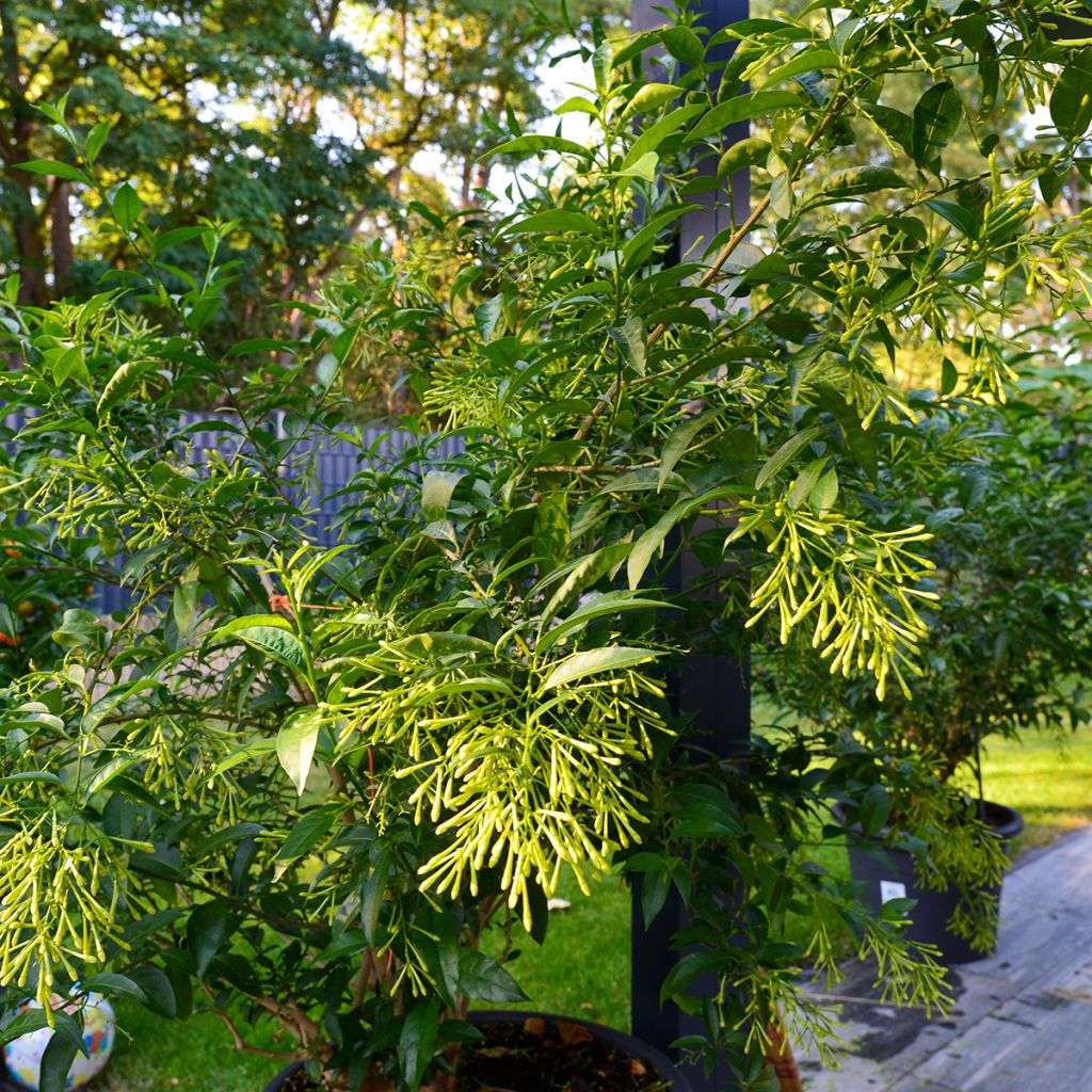 Cestrum nocturnum - Galant de nuit, Cestreau nocturne