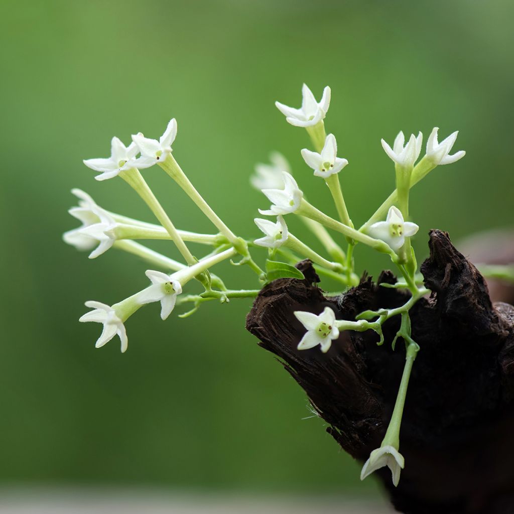 Cestrum nocturnum - Galant de nuit, Cestreau nocturne