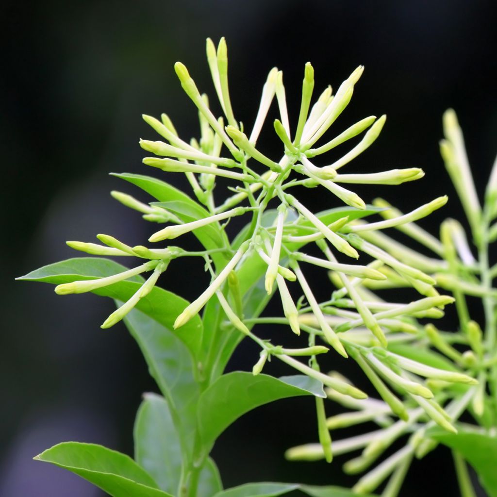 Cestrum nocturnum - Galant de nuit, Cestreau nocturne