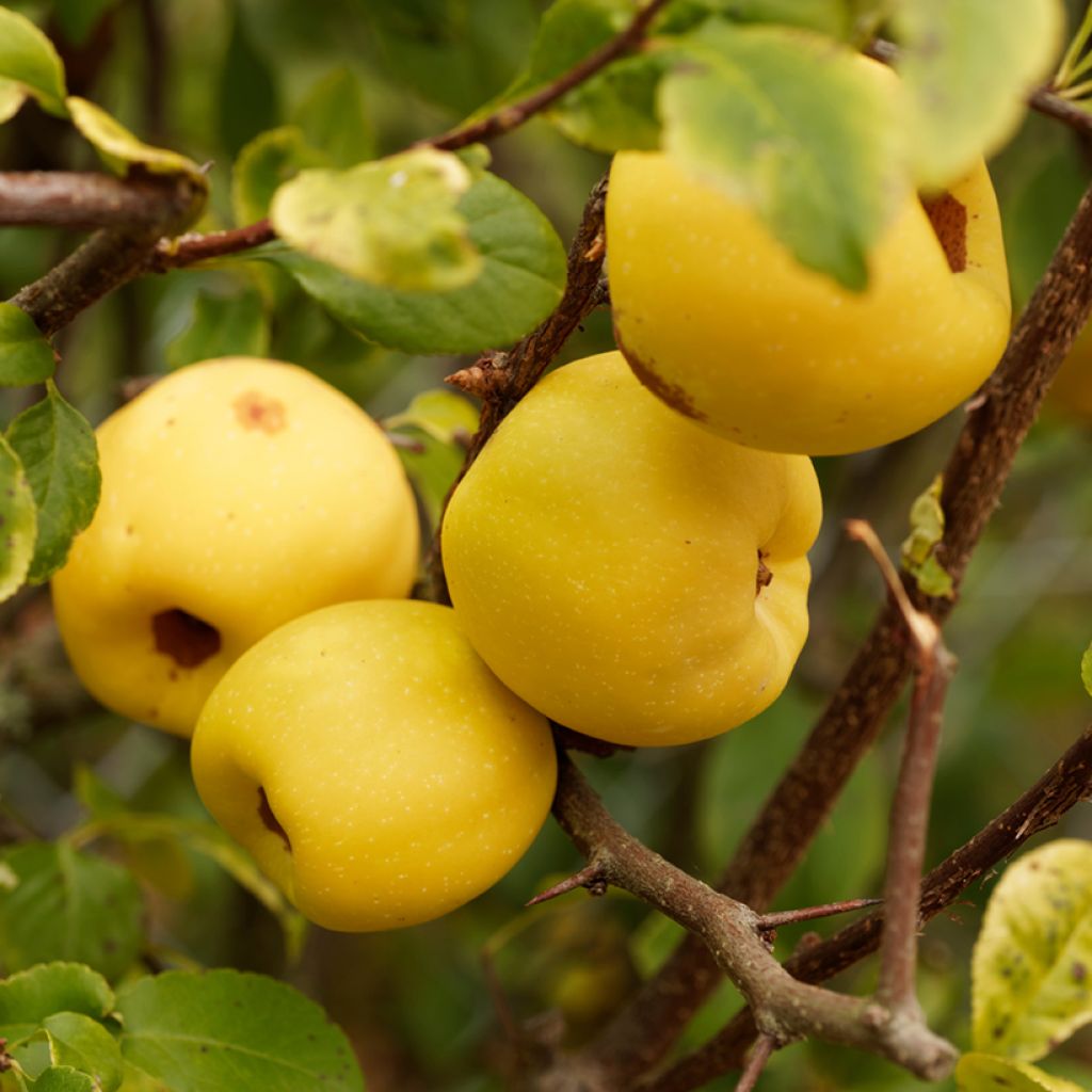 Chaenomeles cathayensis