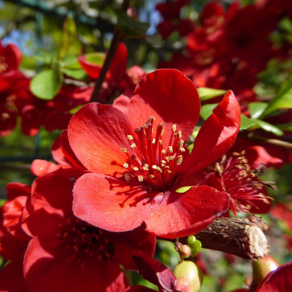 Chaenomeles japonica Sargentii - Membrillero de flor