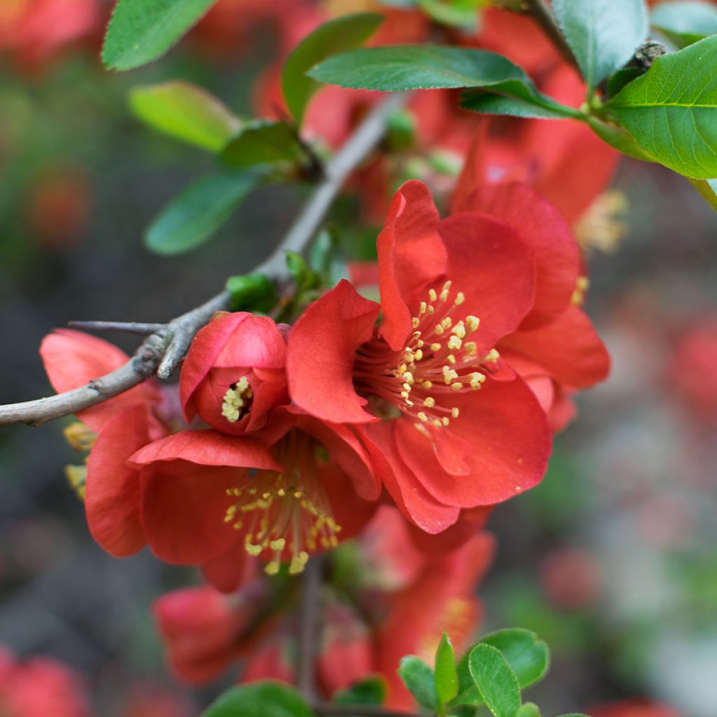 Chaenomeles japonica - Cognassier du Japon