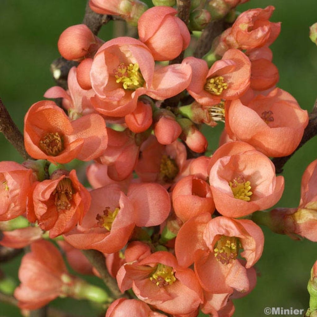 Membrillero del Japón Friesdorfer - Chaenomeles speciosa