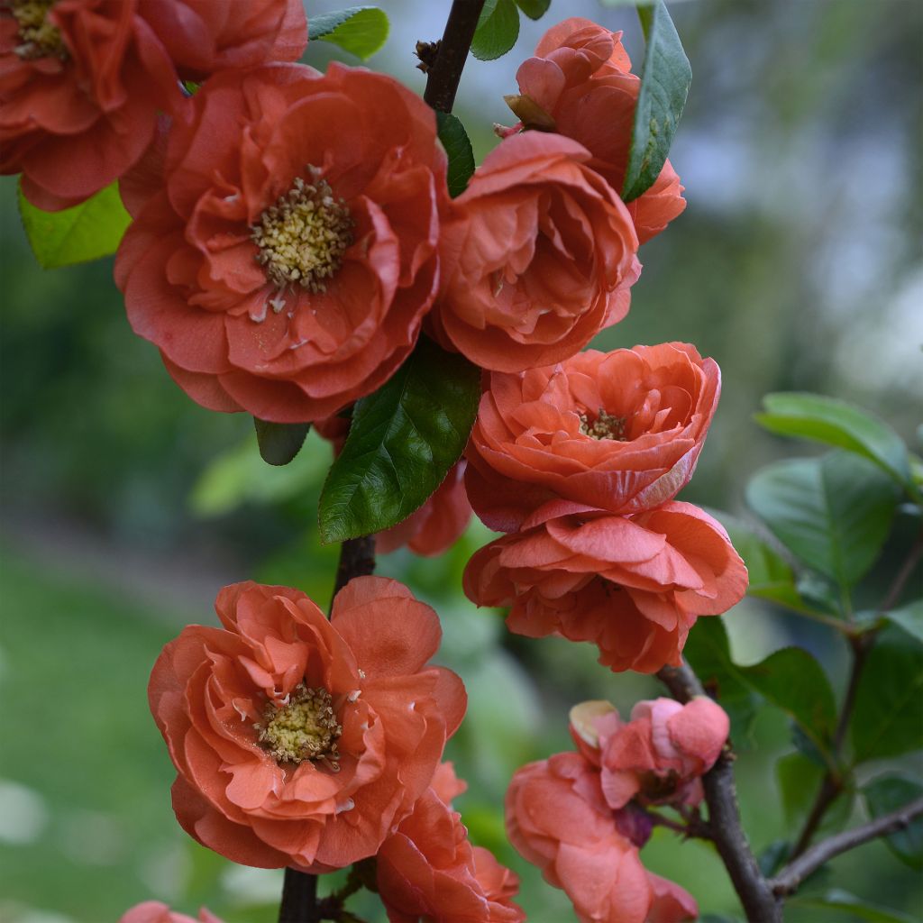 Membrillero del Japón Mango Storm - Chaenomeles speciosa