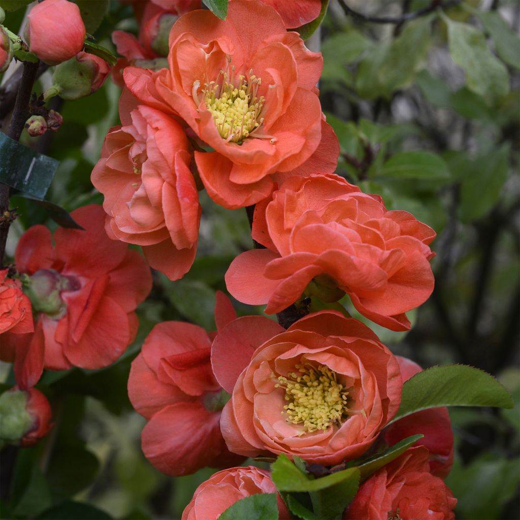 Membrillero del Japón Mango Storm - Chaenomeles speciosa