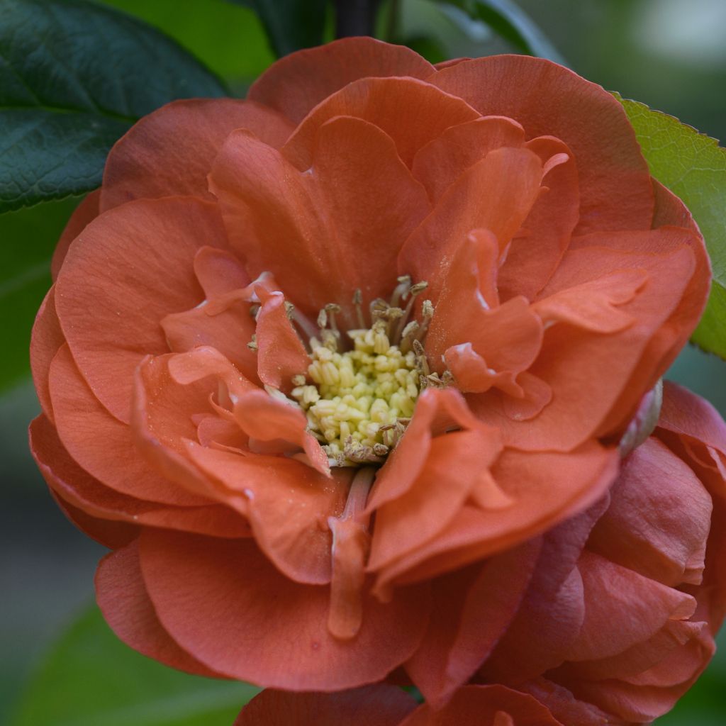 Membrillero del Japón Mango Storm - Chaenomeles speciosa