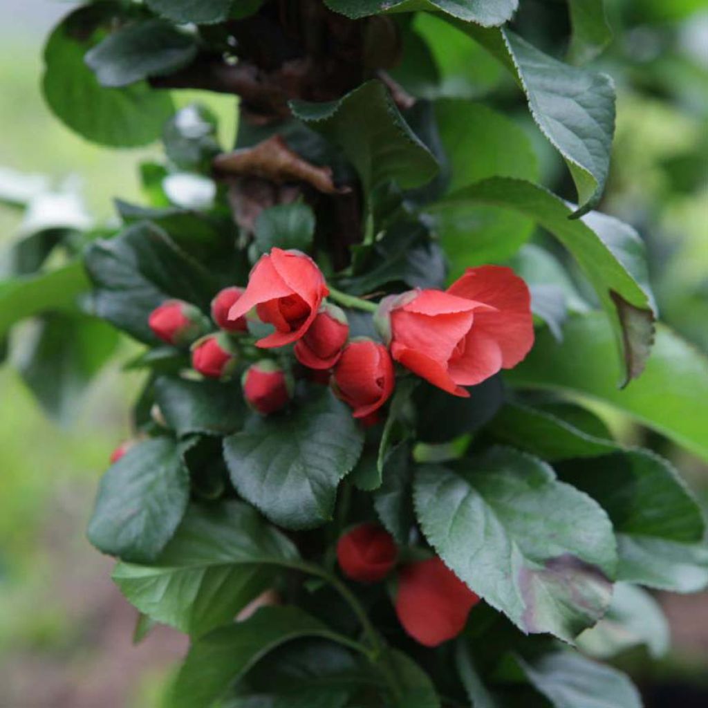 Membrillero del Japón Orange Storm - Chaenomeles speciosa