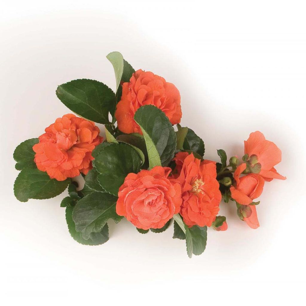 Membrillero del Japón Orange Storm - Chaenomeles speciosa