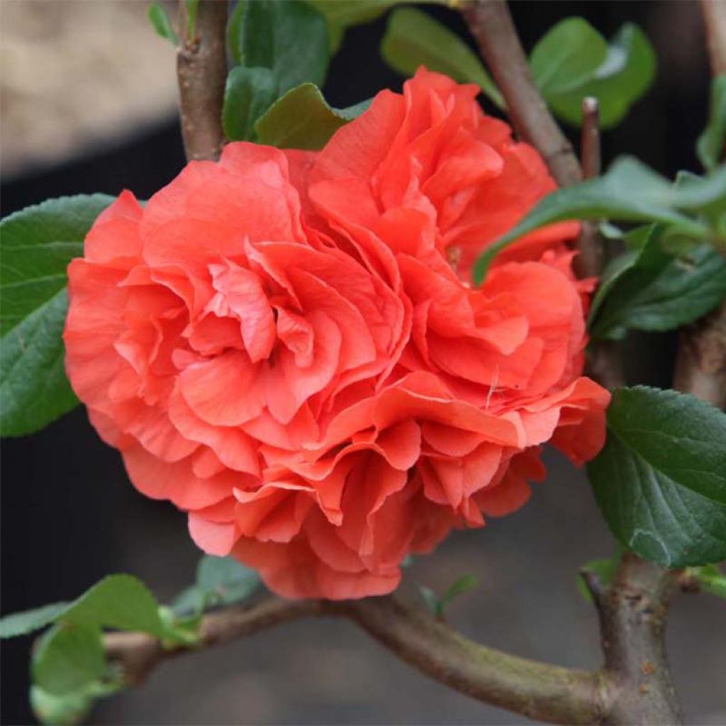 Membrillero del Japón Orange Storm - Chaenomeles speciosa