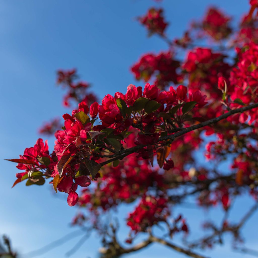 Membrillero del Japón Rubra - Chaenomeles speciosa