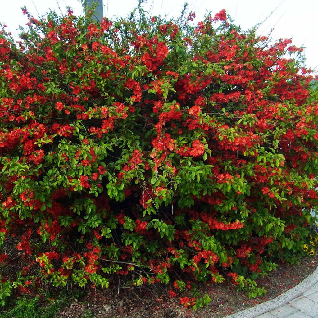 Membrillero del Japón Rubra - Chaenomeles speciosa