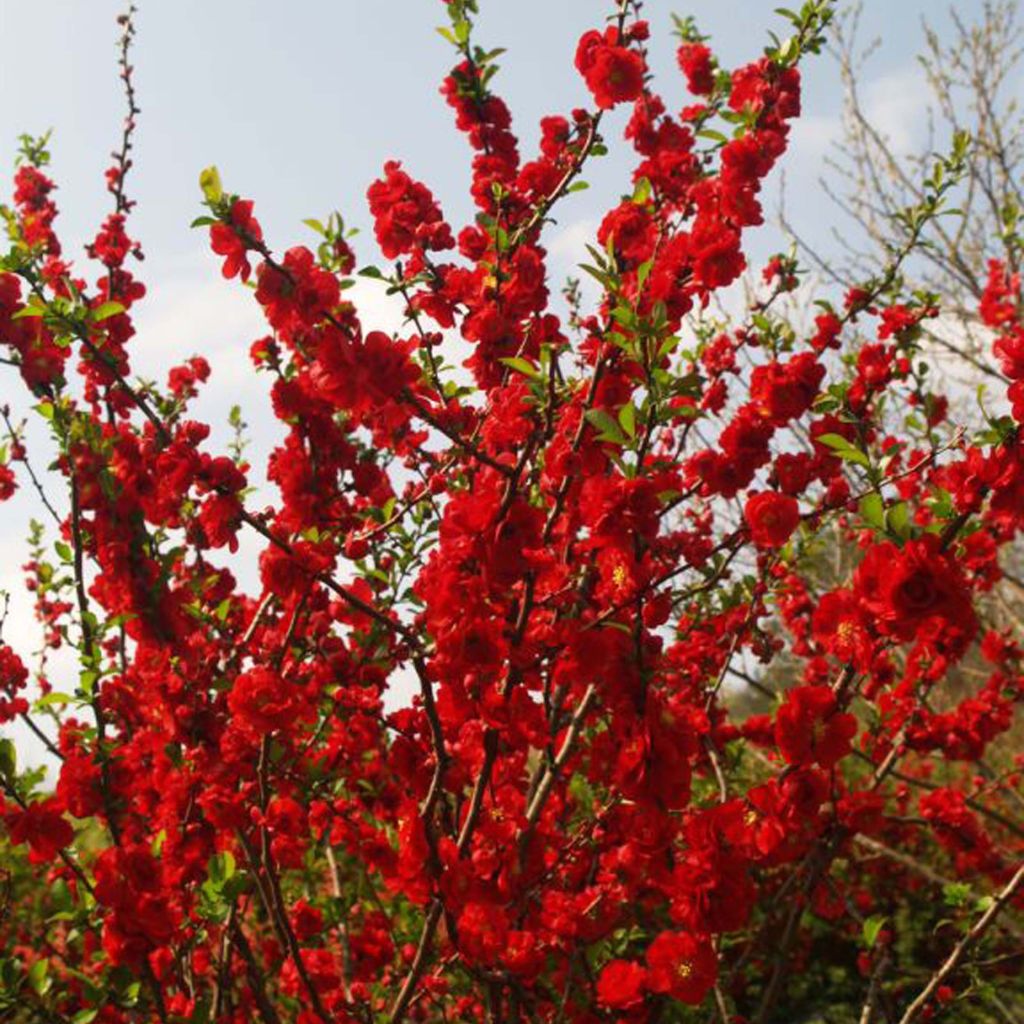 Membrillero del Japón Scarlet Storm - Chaenomeles speciosa