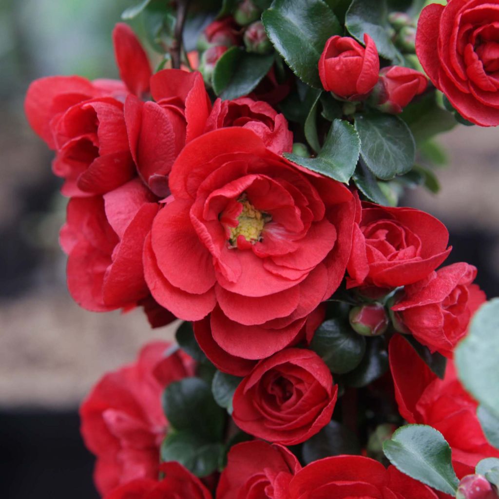 Membrillero del Japón Scarlet Storm - Chaenomeles speciosa