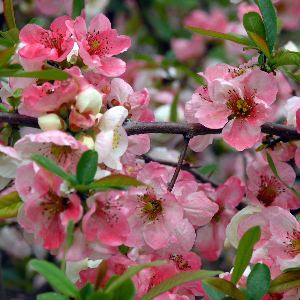 Membrillero del Japón Toyo-Nishiki - Chaenomeles speciosa