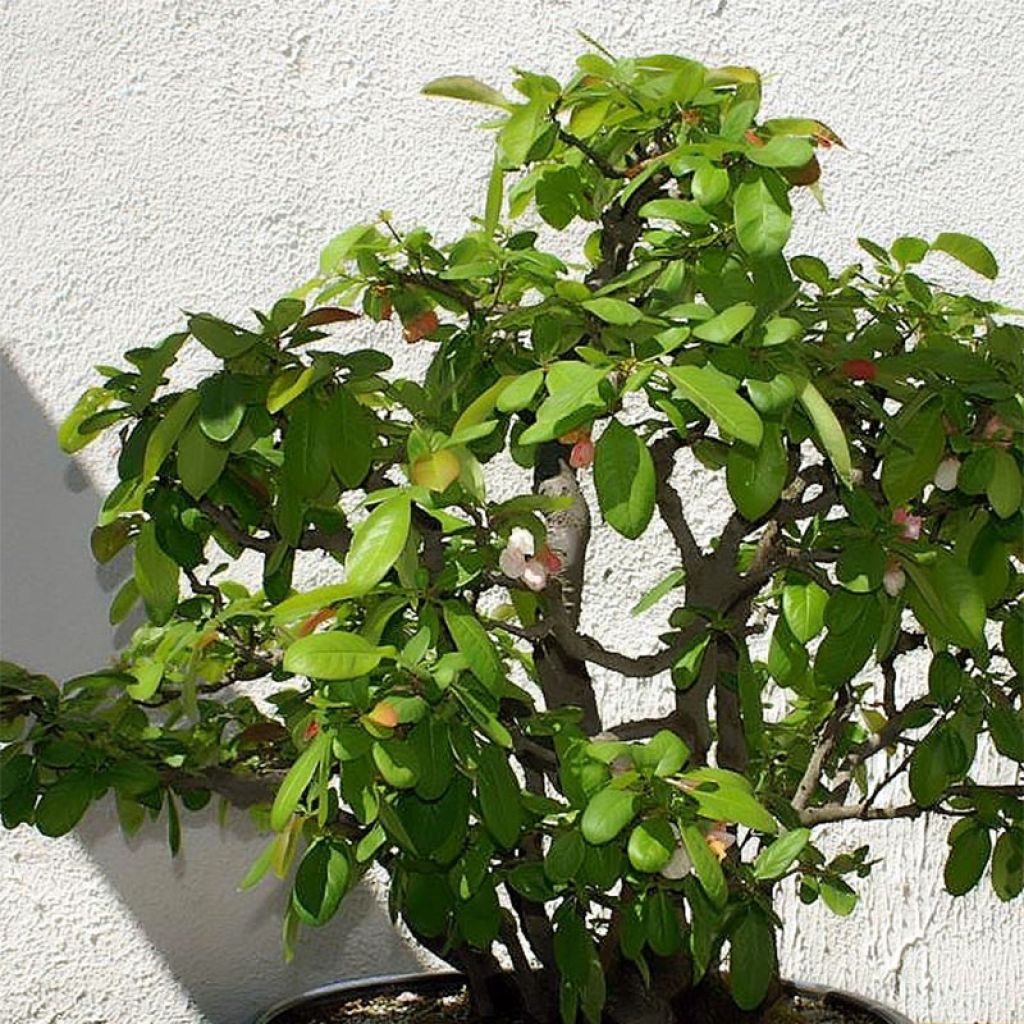 Membrillero del Japón Toyo-Nishiki - Chaenomeles speciosa