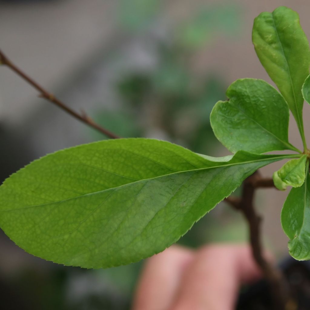 Membrillero del Japón Toyo-Nishiki - Chaenomeles speciosa