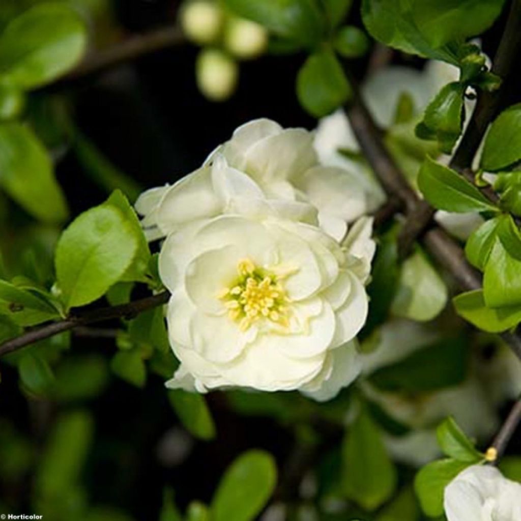 Membrillero del Japón Yukigoten - Chaenomeles speciosa