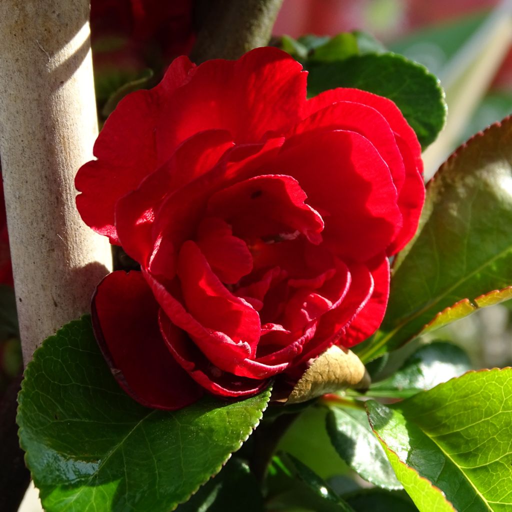 Membrillero del Japón Scarlet Storm - Chaenomeles speciosa