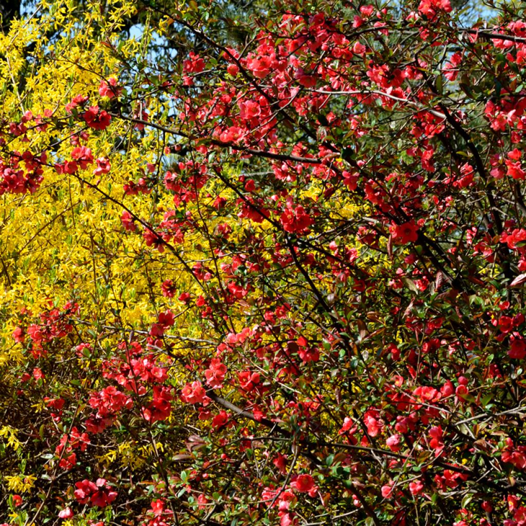 Membrillero del Japón Nicoline - Chaenomeles superba