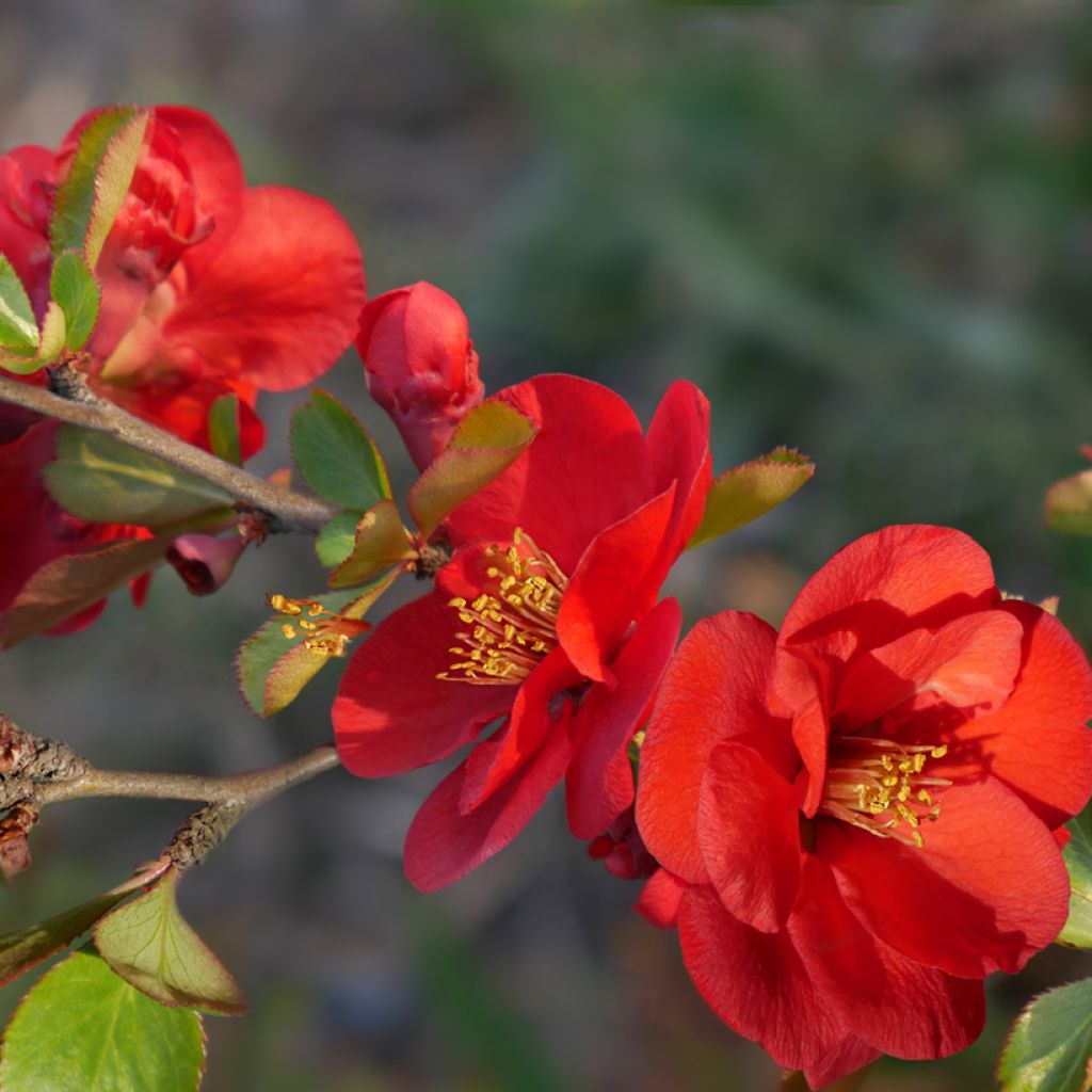 Membrillero del Japón Nicoline - Chaenomeles superba