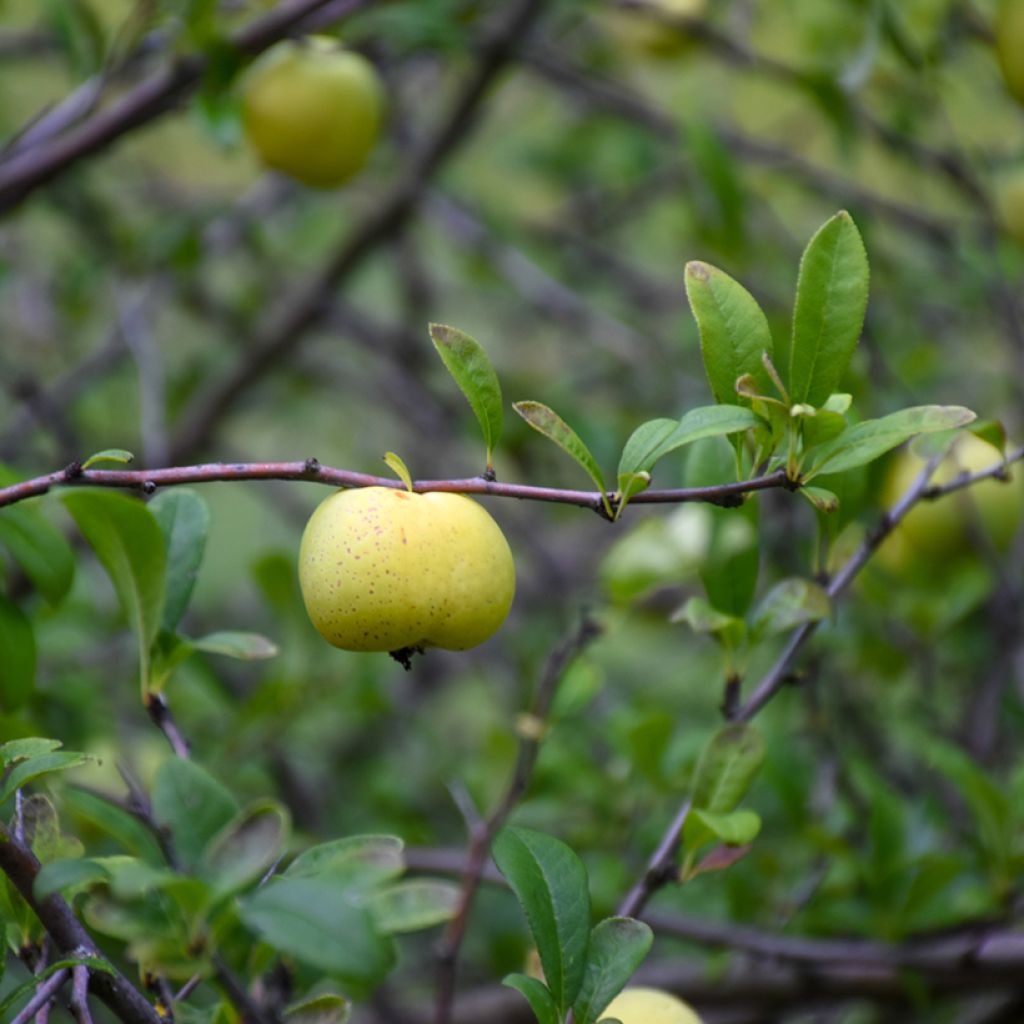 Membrillero del Japón Nicoline - Chaenomeles superba