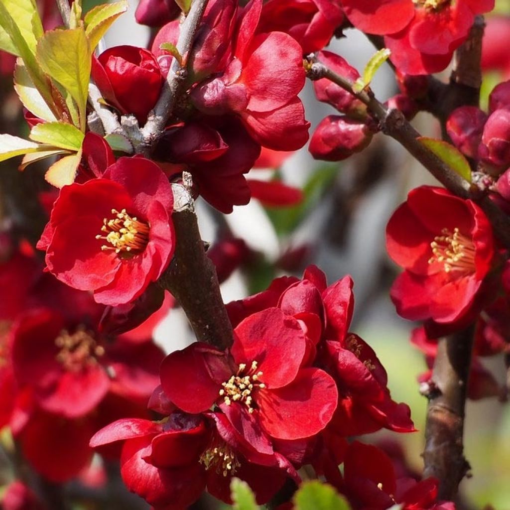 Membrillero del Japón Hollandia - Chaenomeles superba