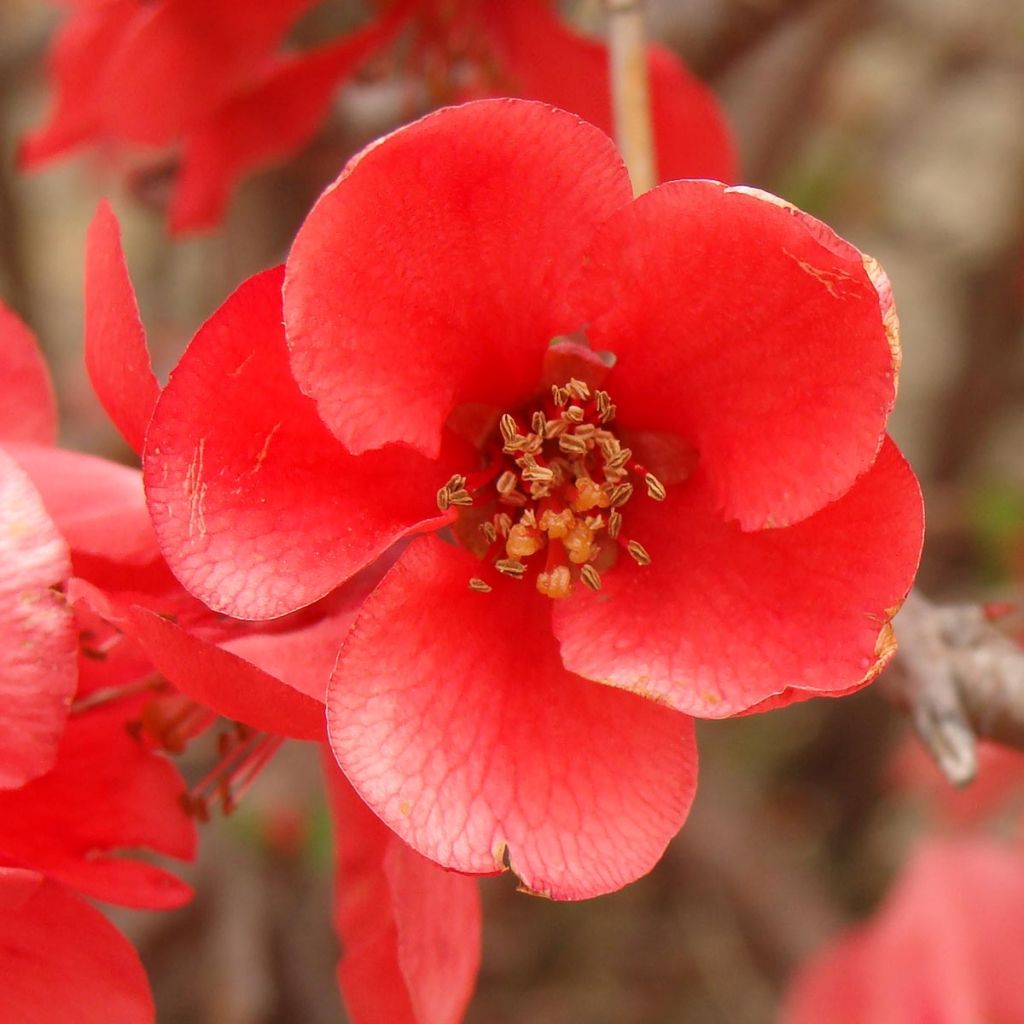 Membrillero del Japón Texas Scarlet - Chaenomeles superba