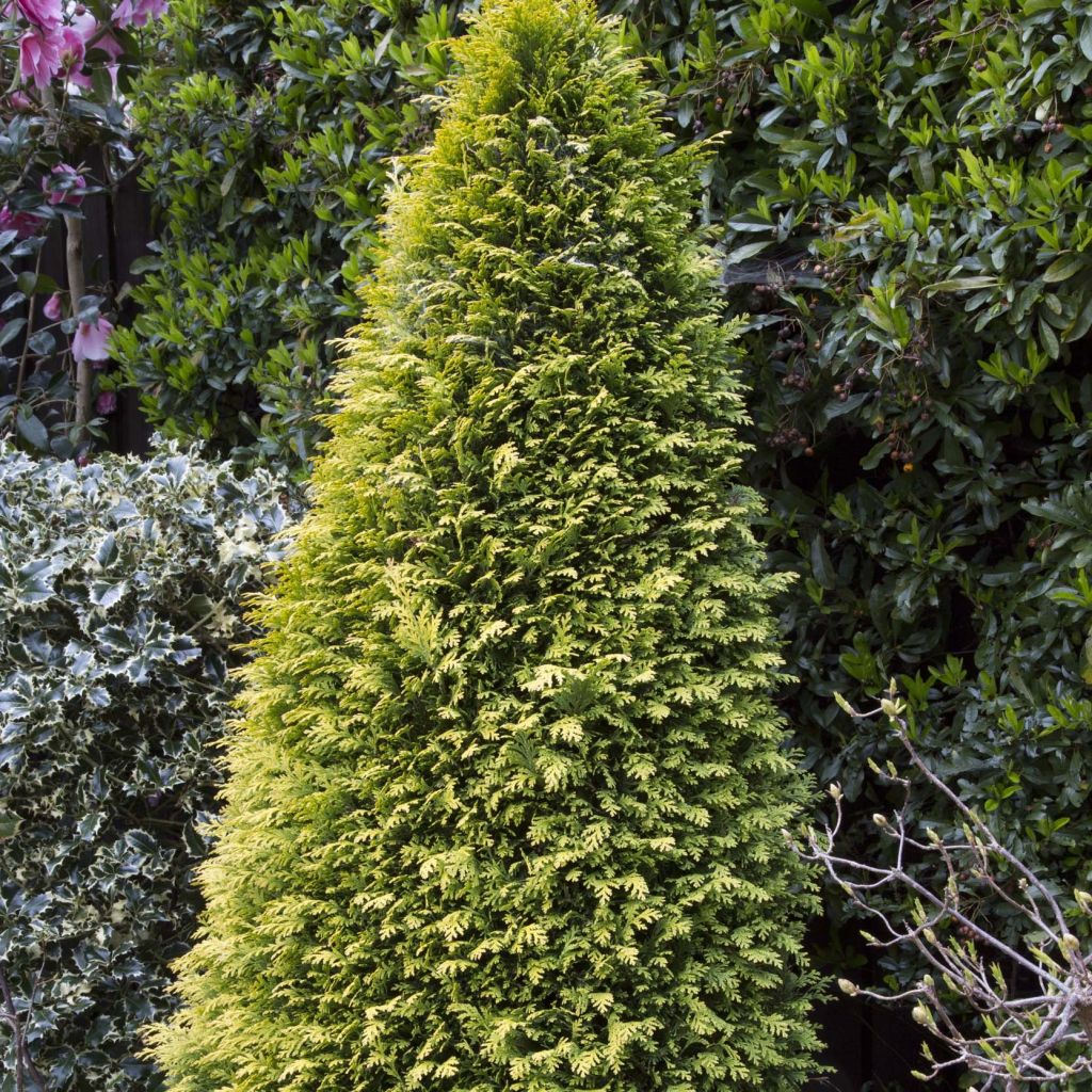 Cyprès de Lawson - Chamaecyparis lawsoniana Stardust