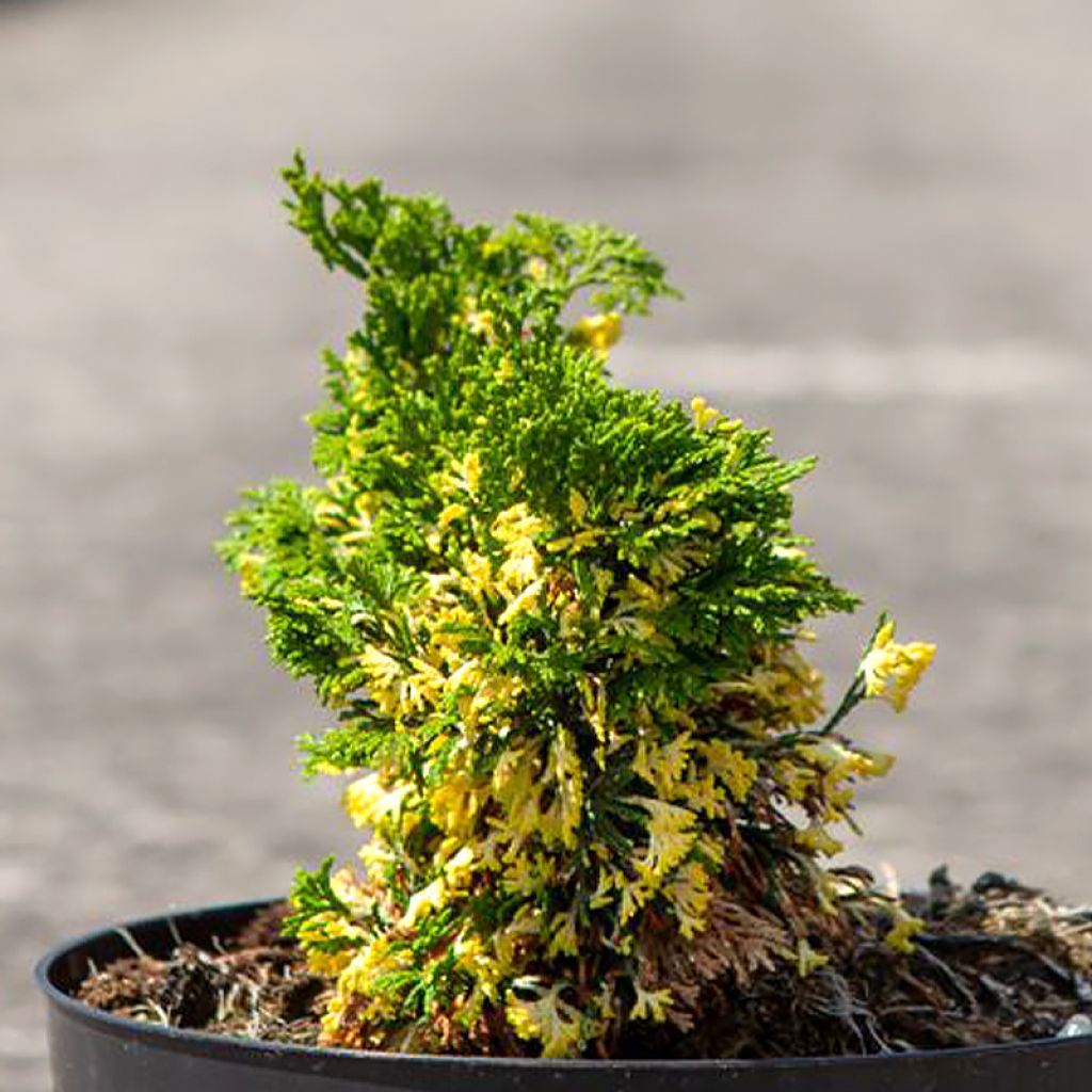 Cyprès hinoki du Japon - Chamaecyparis obtusa Baldwin Variegated