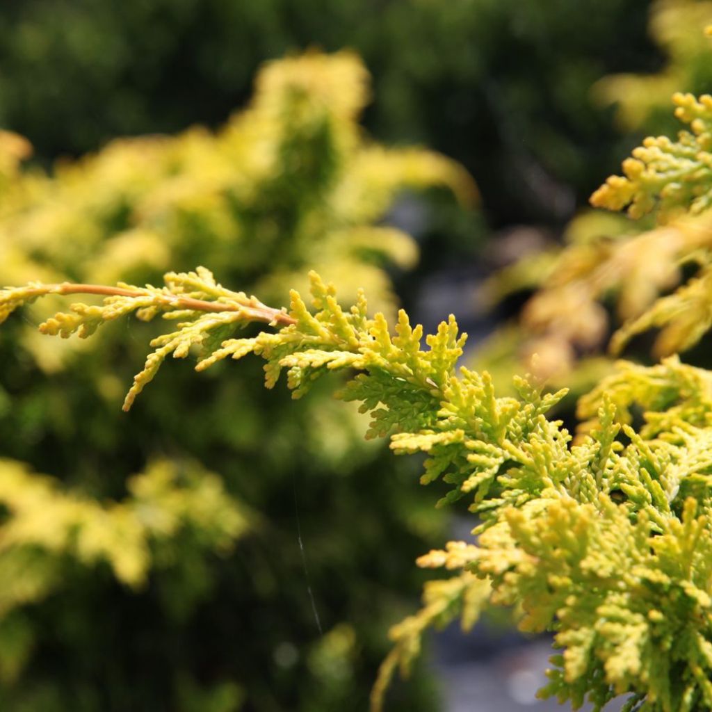 Cyprès hinoki du Japon - Chamaecyparis obtusa Fernspray Gold