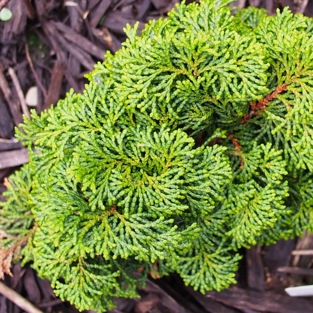 Chamaecyparis obtusa Kosteri - Ciprés hinoki