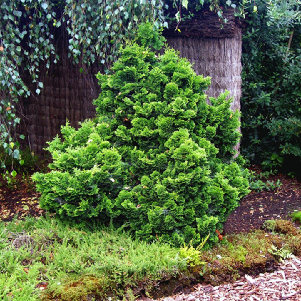 Chamaecyparis obtusa Nana Gracilis - Faux cyprès hinoki du Japon              