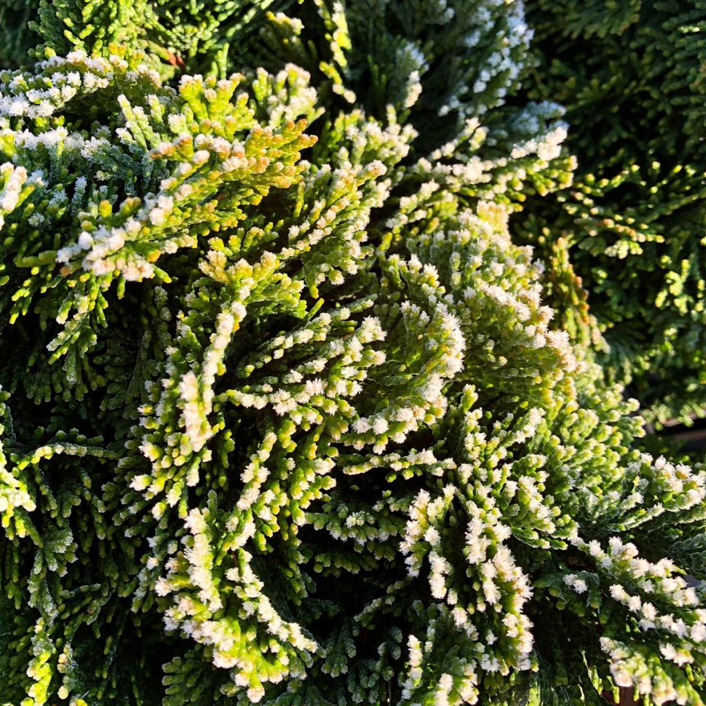 Chamaecyparis obtusa Nana Gracilis - Faux cyprès du Japon              