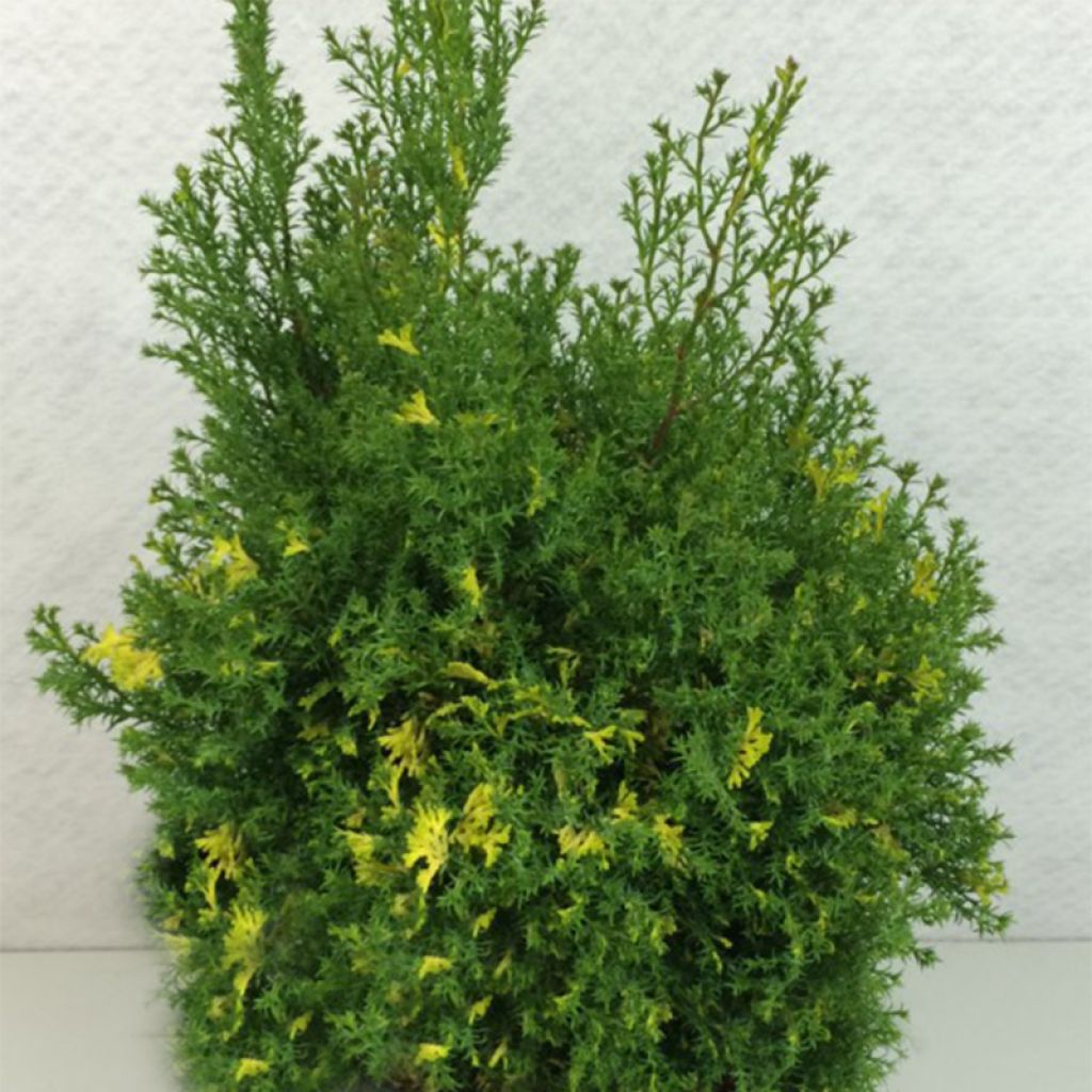 Chamaecyparis obtusa Saffron Spray - Faux cyprès hinoki du Japon             