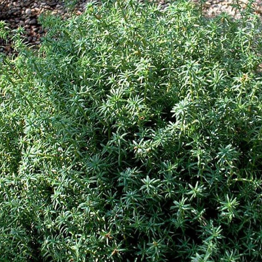 Chamaecyparis pisifera Cumulus - Falso ciprés sawara