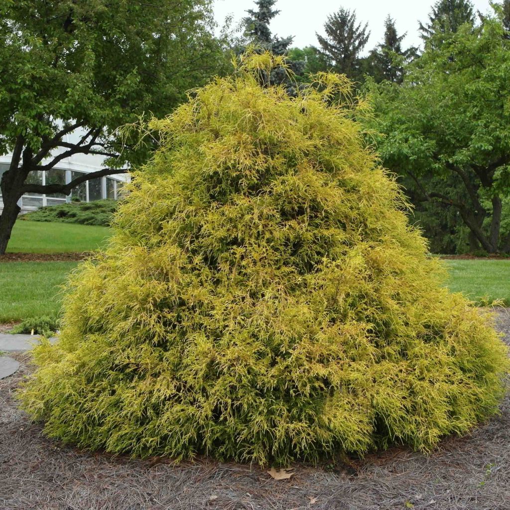 Chamaecyparis pisifera Golden Mop - Cyprès Sawara               