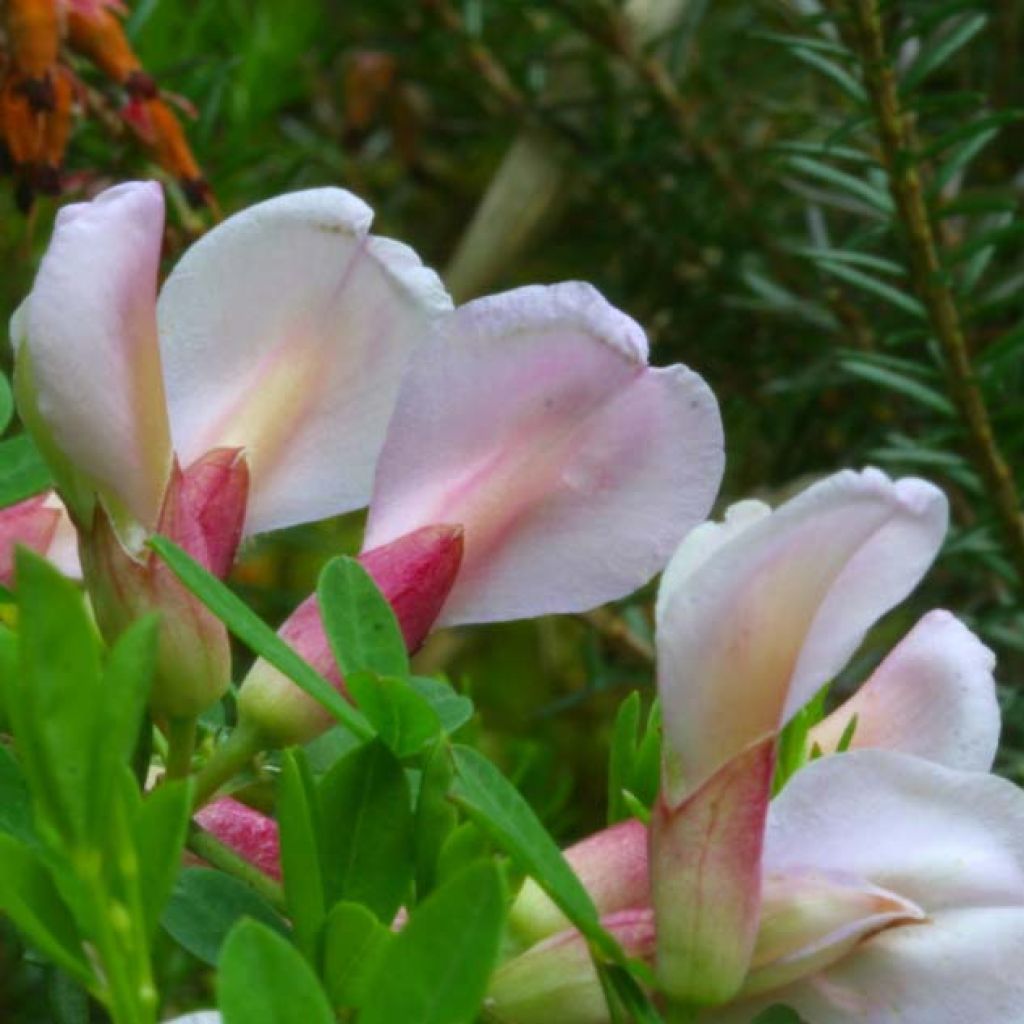 Chamaecytisus purpureus - Cytisus purpureus - Genêt pourpre