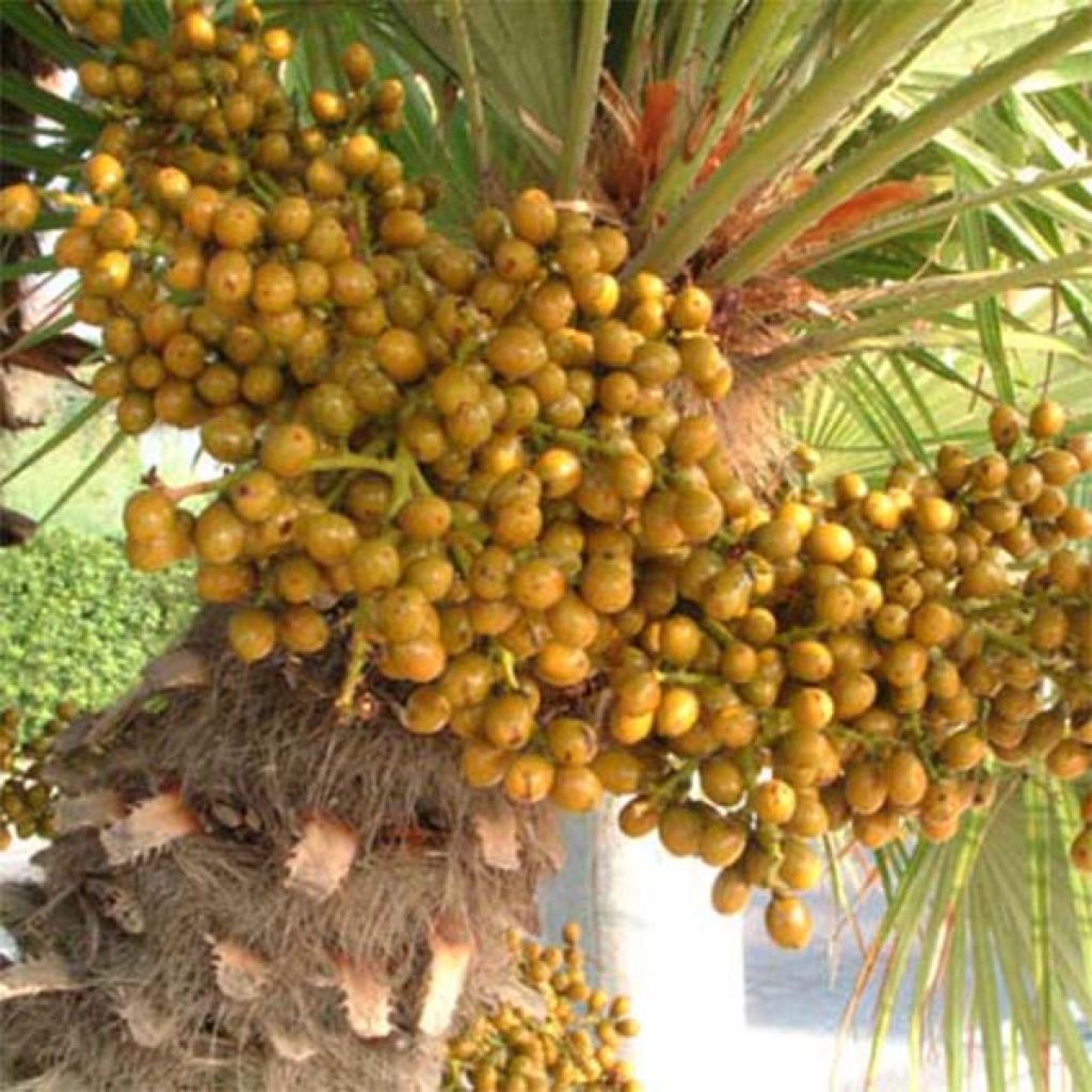 Chamaerops humilis - Palmier nain