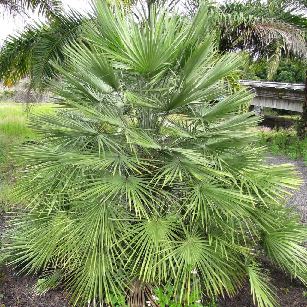 Chamaerops humilis - Palmito