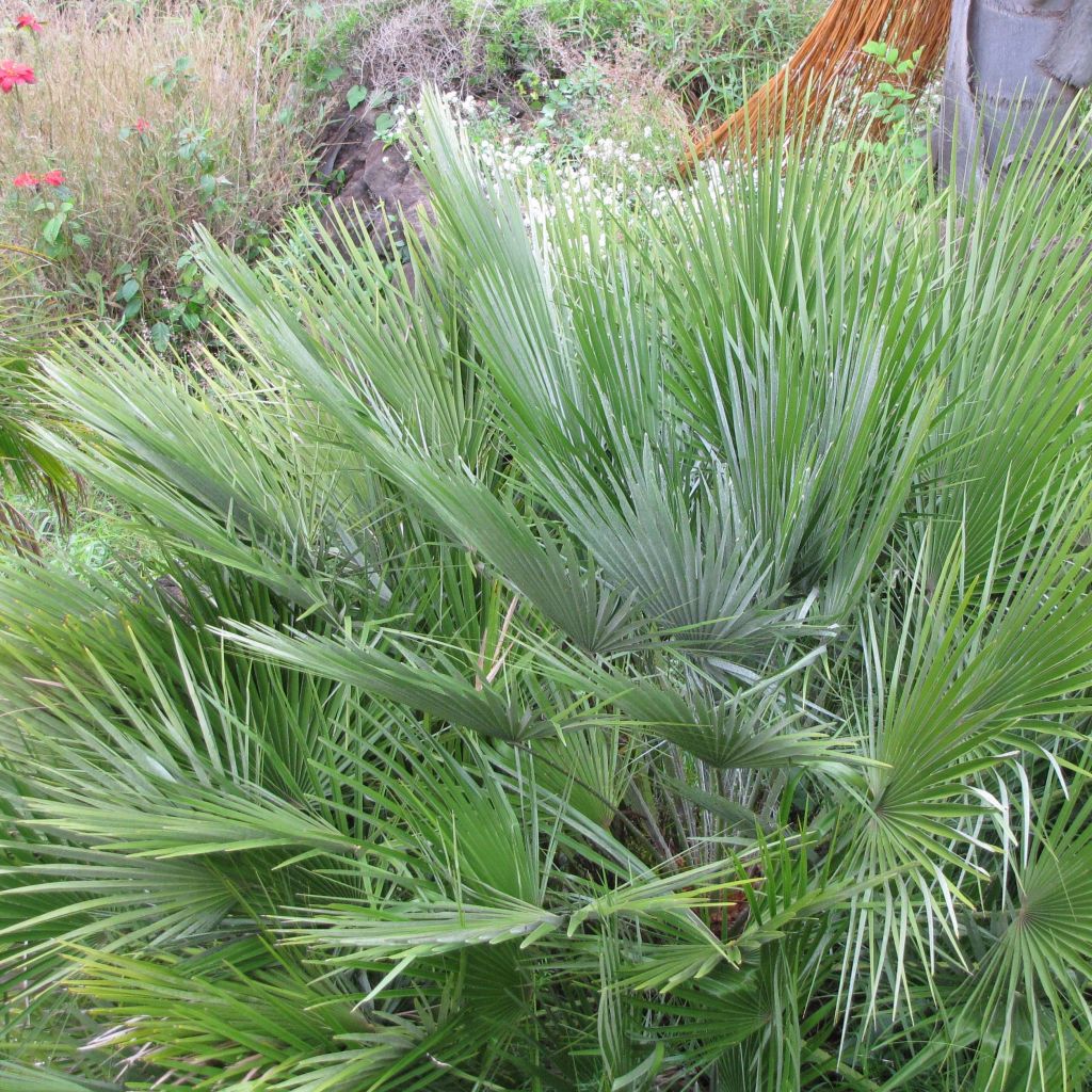 Chamaerops humilis Compacta - Palmier nain