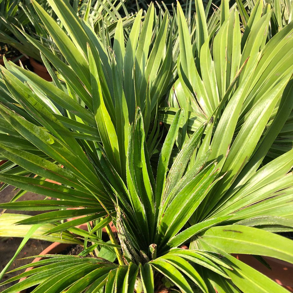 Chamaerops humilis Vulcano - Palmier nain