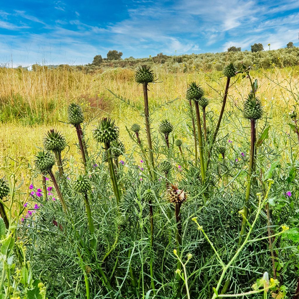 Onopordum nervosum - Cardo gigante