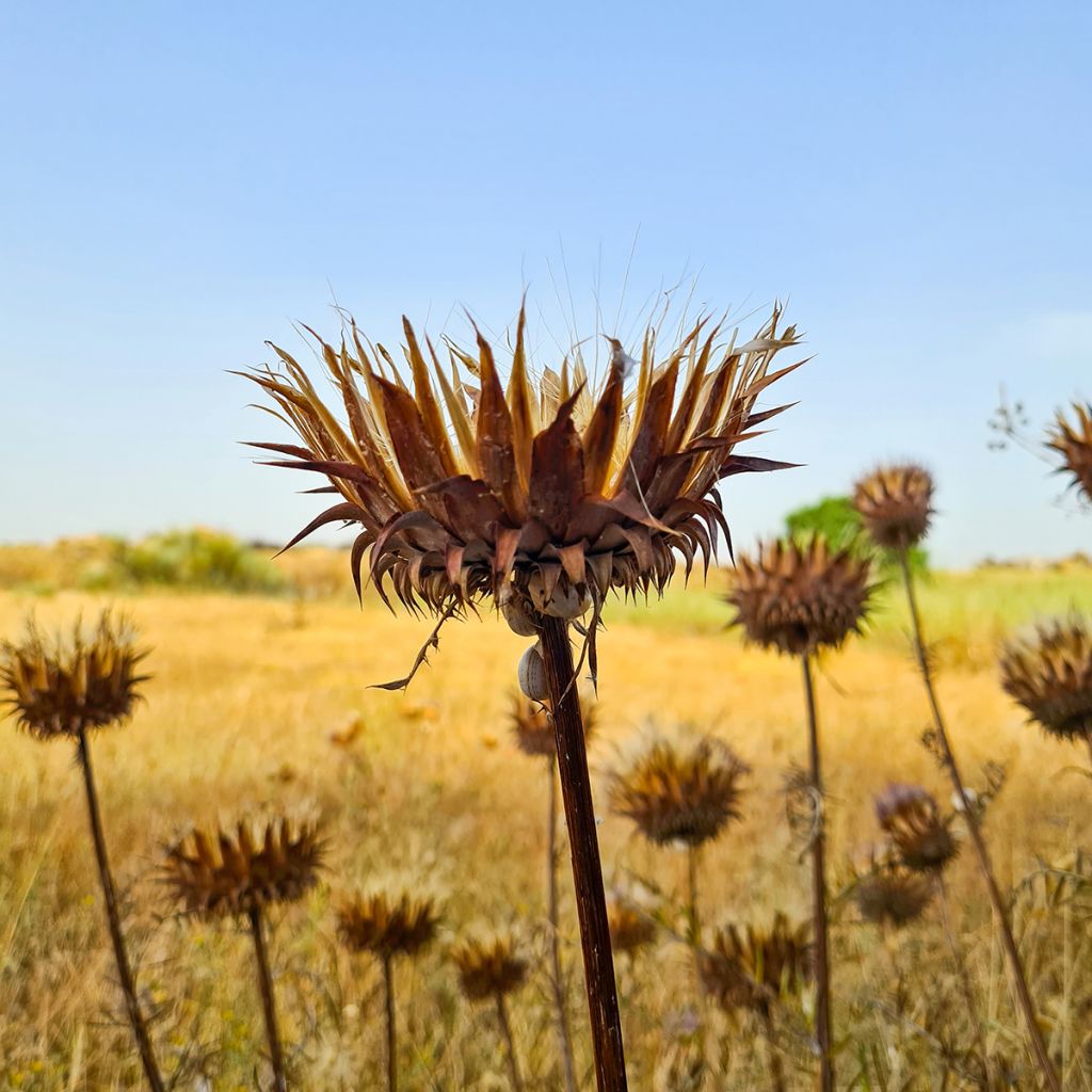 Onopordum nervosum - Cardo gigante