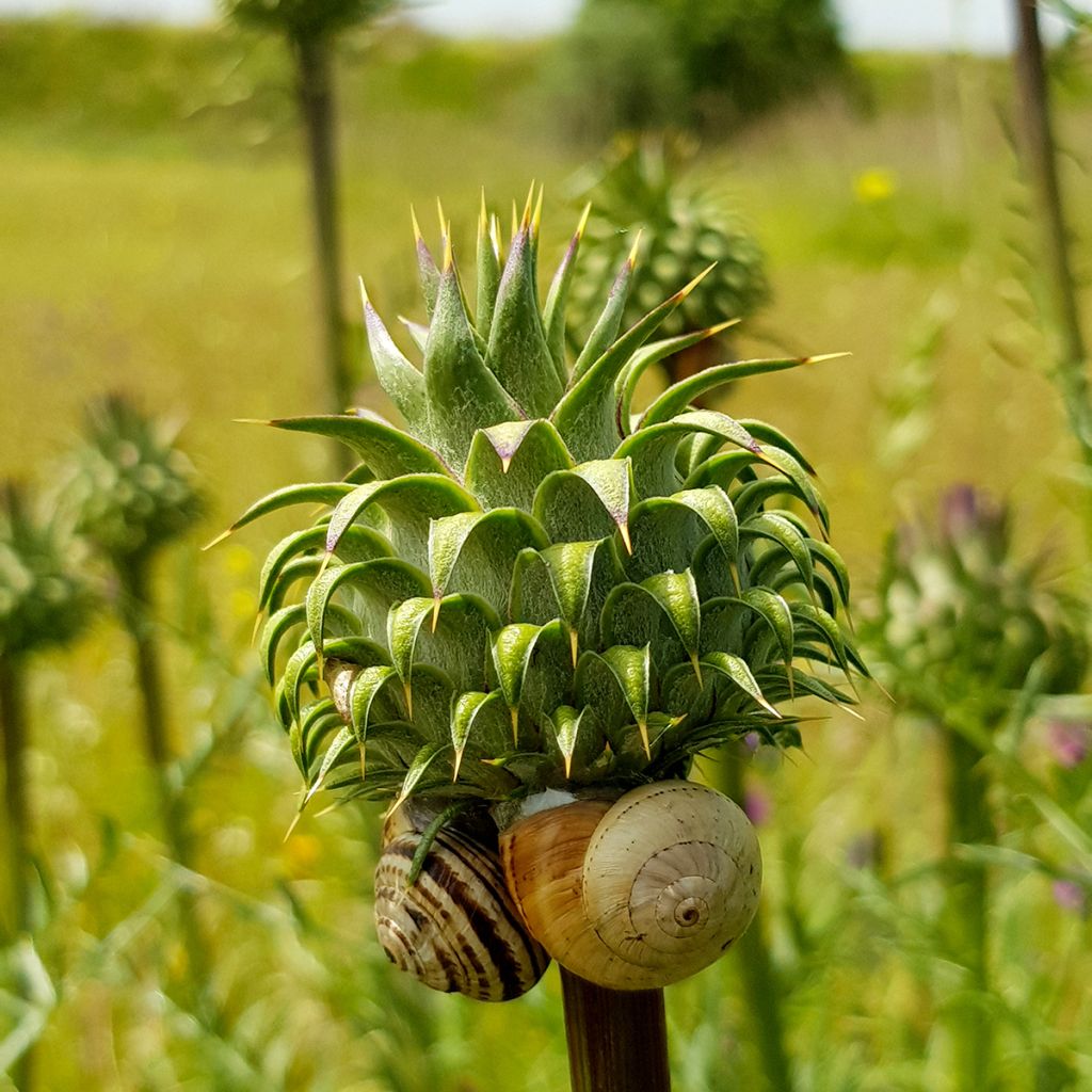 Onopordum nervosum - Cardo gigante