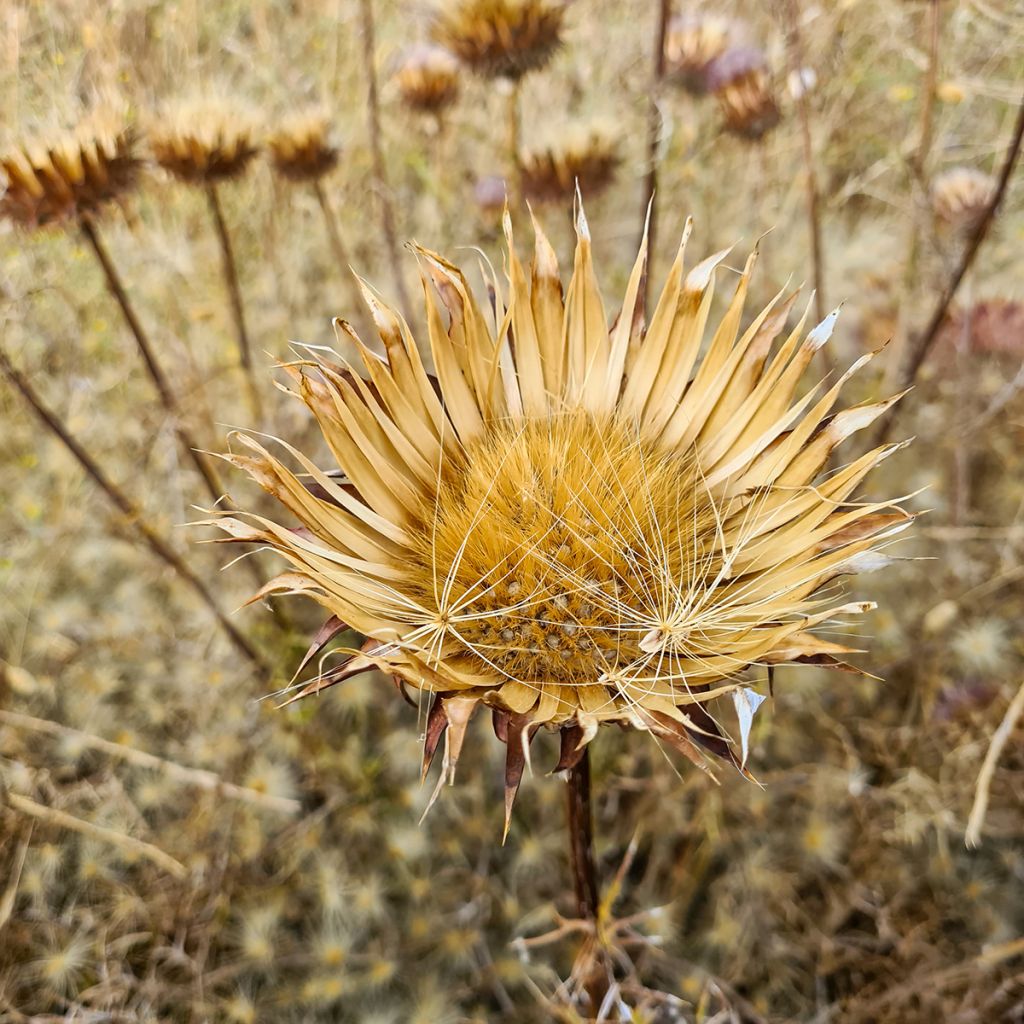 Onopordum nervosum - Cardo gigante