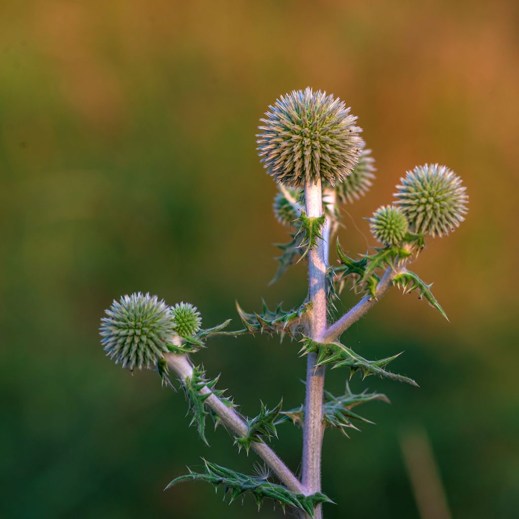 Echinops bannaticus Star Frost - Cardo globo azul