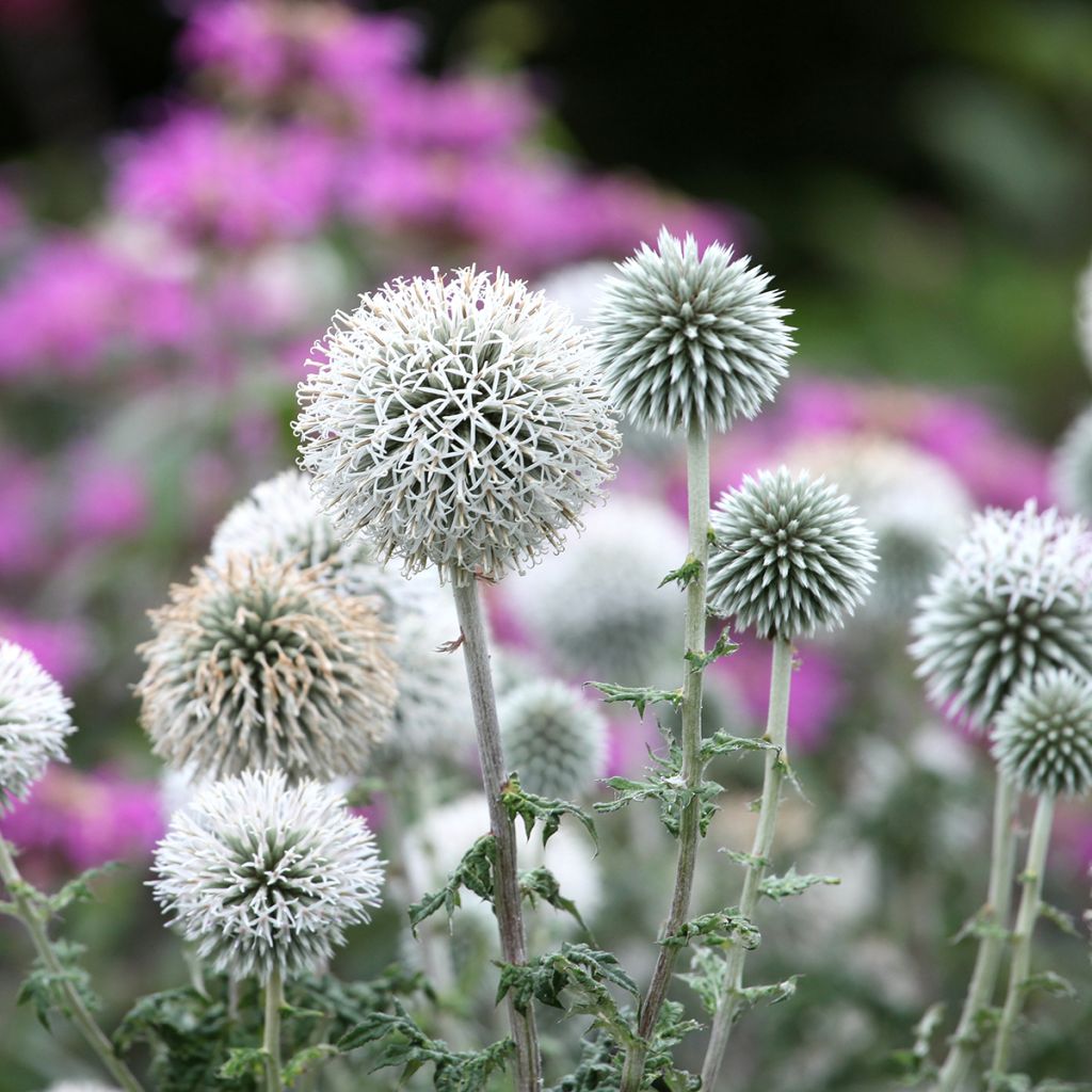 Echinops bannaticus Star Frost - Cardo globo azul