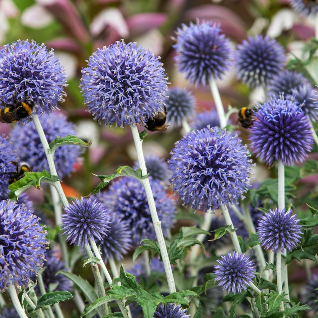 Echinops ritro - Cardo de erizo